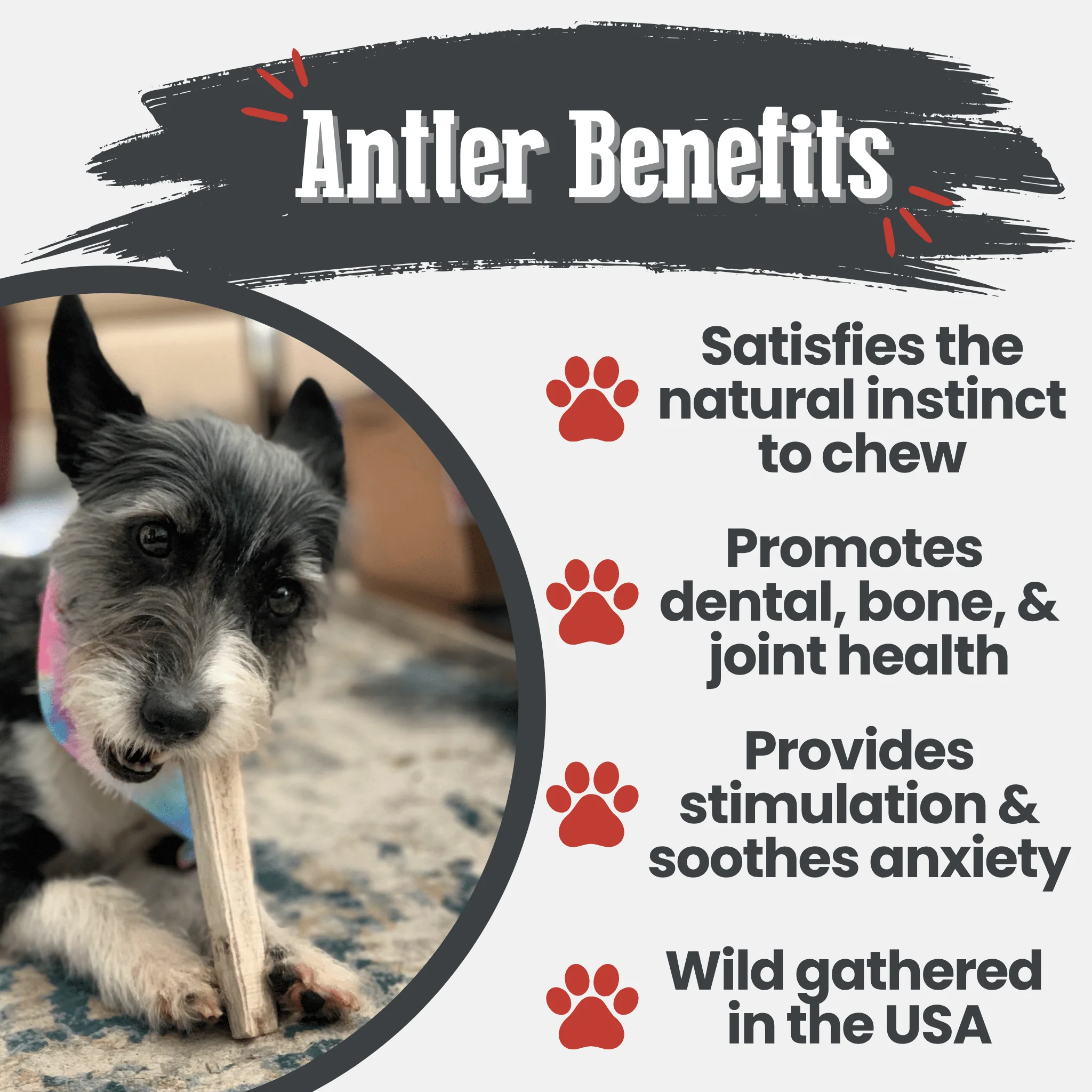 Elk Antler Dog Chews | All-Natural Whole and Split Elk Antler Chews for Dogs - Image 8