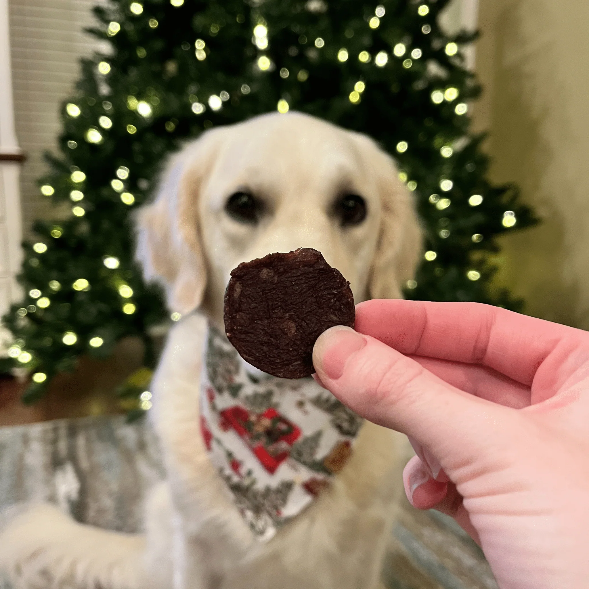 Elk The Halls Antler Chew & Dog Treat Box - Image 16