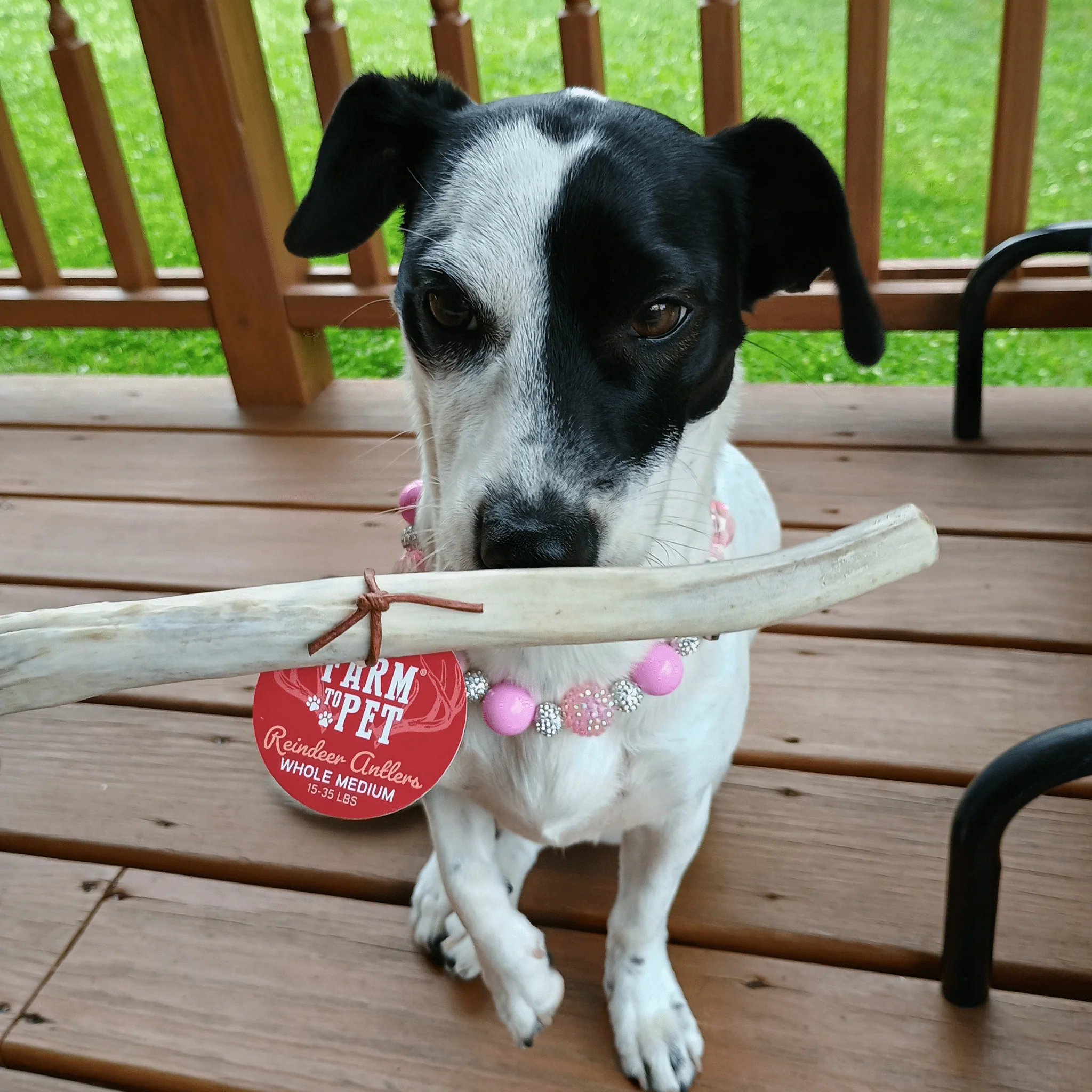 Elk The Halls Antler Chew & Dog Treat Box - Image 3