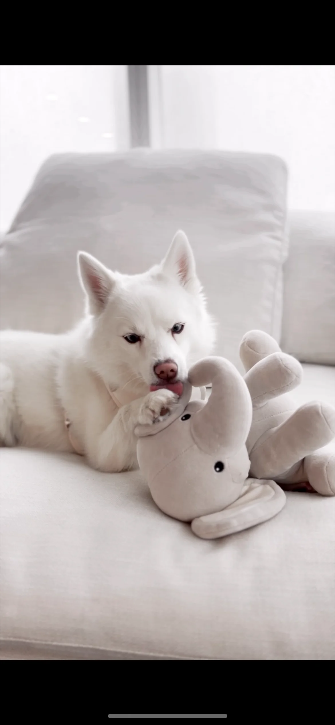 Ella Plushie - Image 9