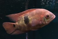 Emerald Cichlid (Chocolate Cichlid (Hypselecara temporalis) - Image 2