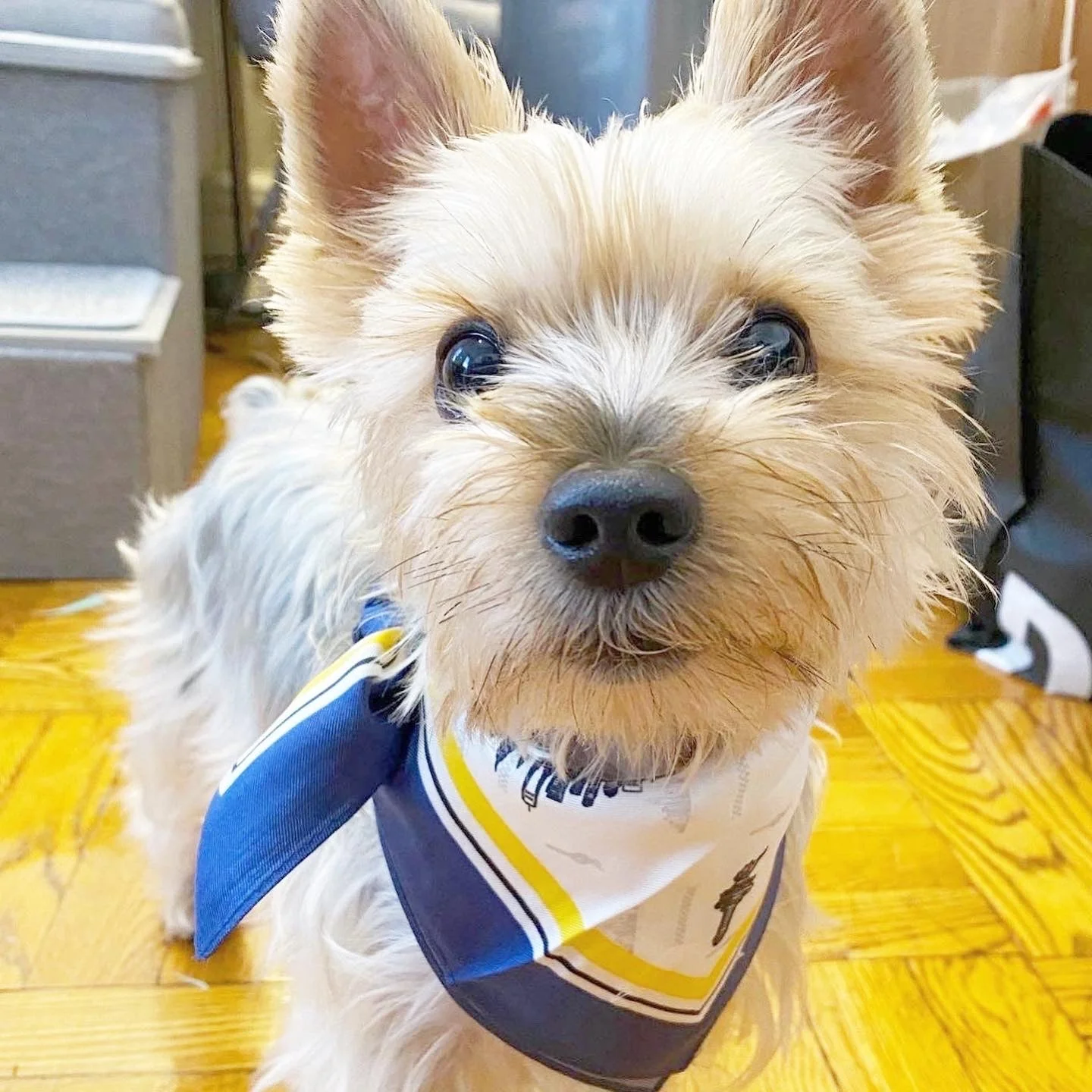 Erin 100% Silk Twill Dog Scarf, or Bandana - Image 3