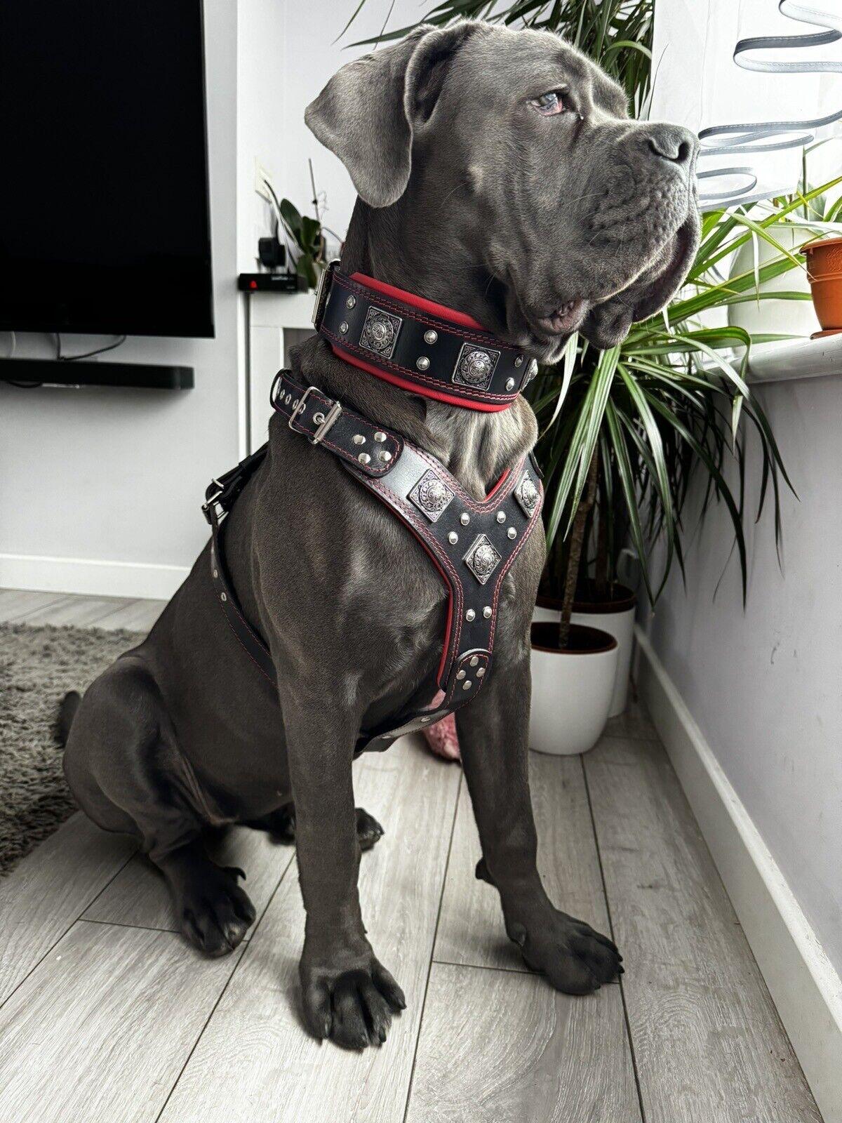 "EROS" BIG dog SET- Harness - collar - lead. Black & Red - Image 3