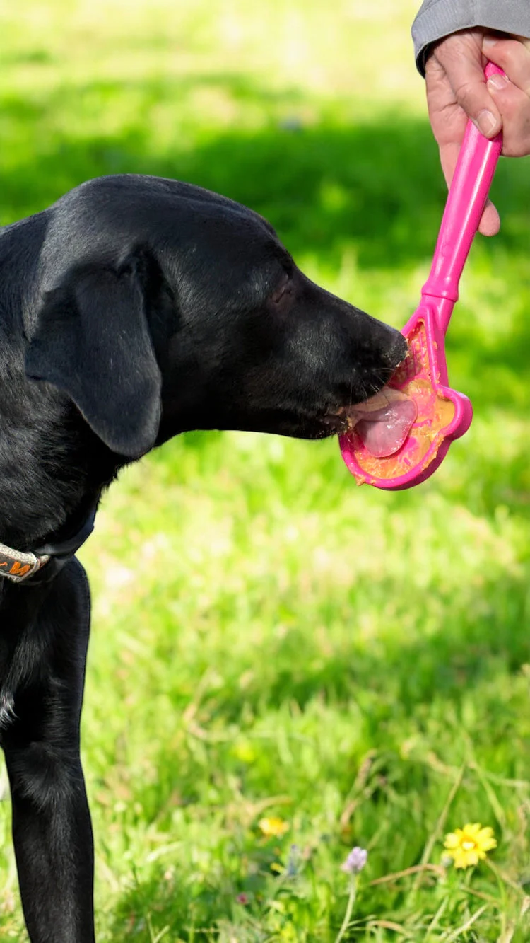 eStick Hand-Held Dog Enrichment Toy - Interactive Lick Stick | USA Made - Image 12