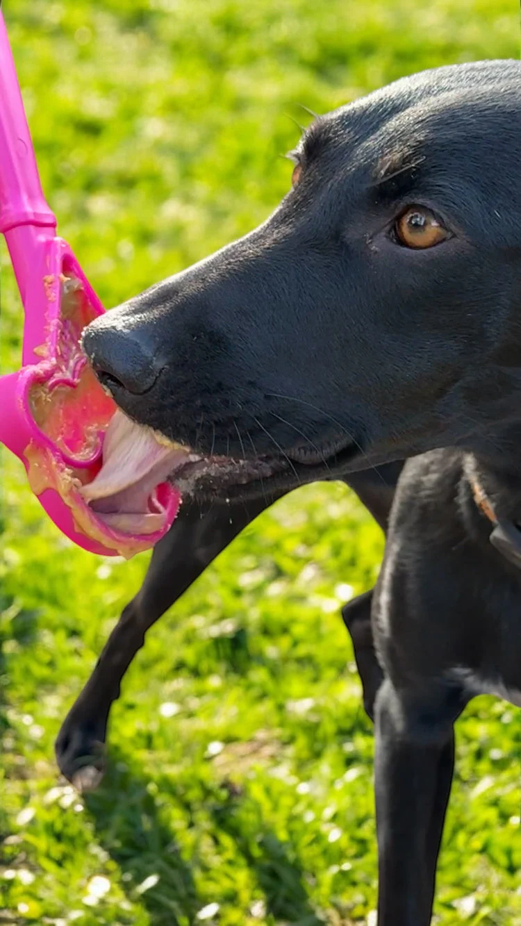 eStick Hand-Held Dog Enrichment Toy - Interactive Lick Stick | USA Made - Image 4