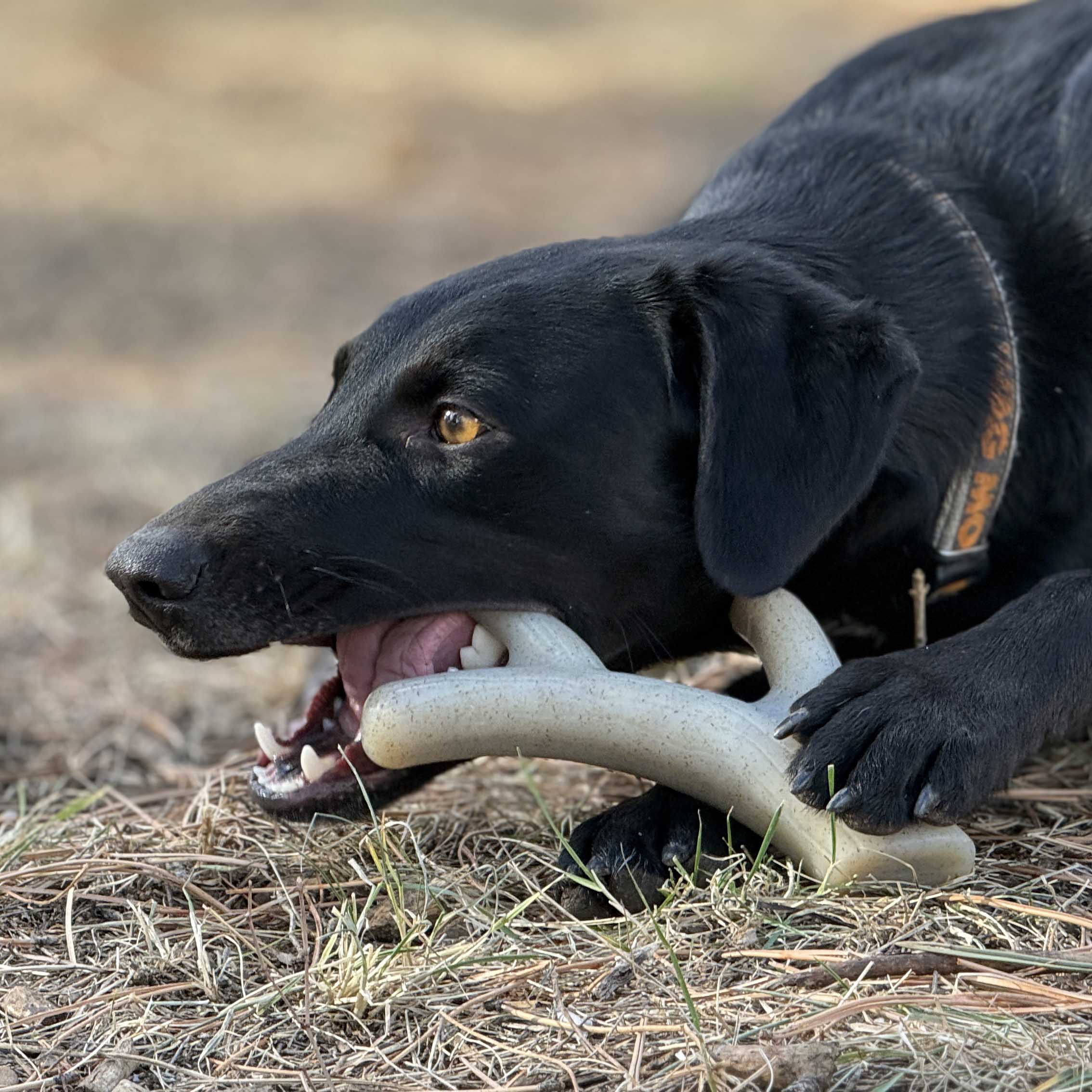 Ever Antler Nylon Chew Bone | Elk Antler Shaped Dog Toy for Aggressive Chewers | SodaPup - Image 3