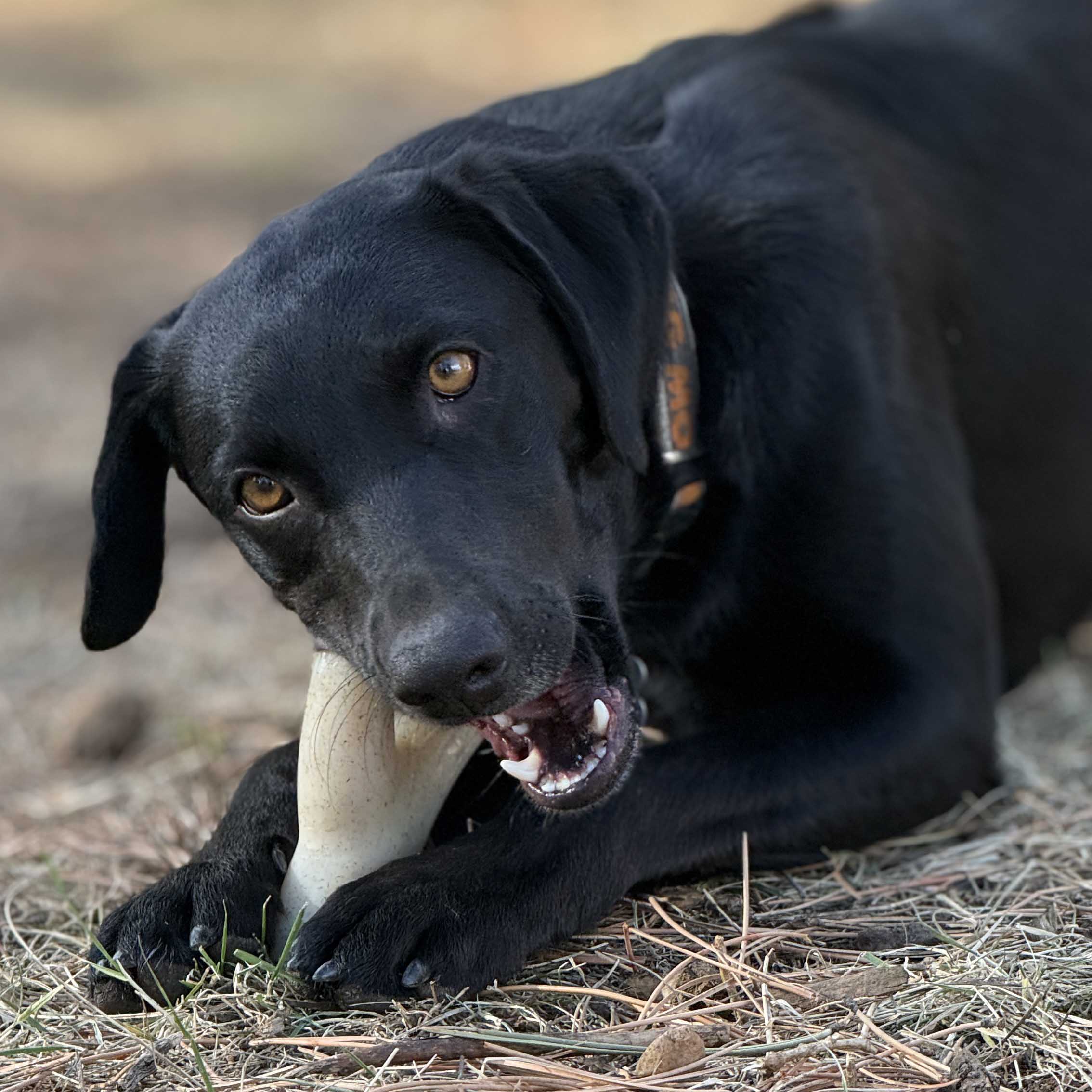 Ever Antler Nylon Chew Bone | Elk Antler Shaped Dog Toy for Aggressive Chewers | SodaPup - Image 4