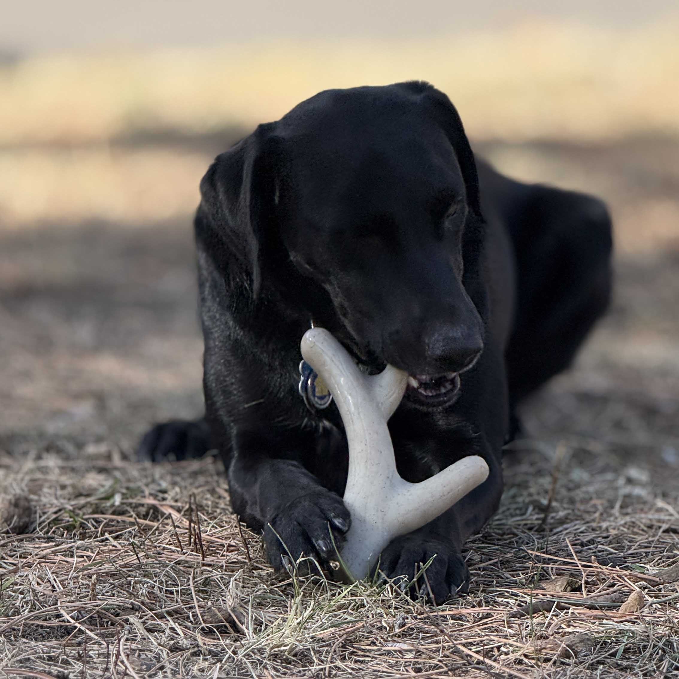 Ever Antler Nylon Chew Bone | Elk Antler Shaped Dog Toy for Aggressive Chewers | SodaPup - Image 5