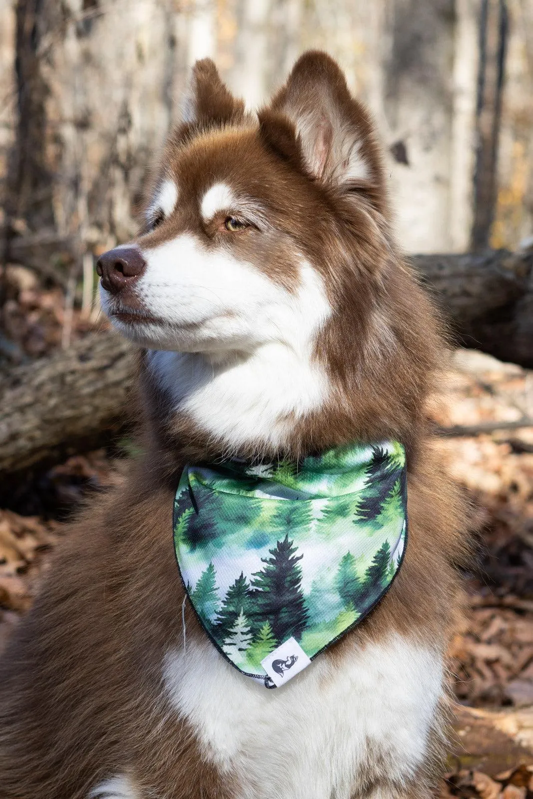 Evergreen Explorer Dog Bandana & Matching Keychain - Image 3