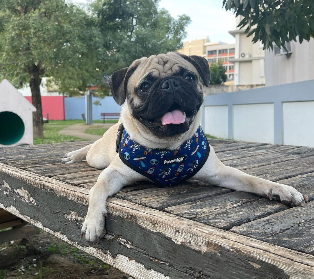 Extra-Furrestrial Reversible Harness - Image 2