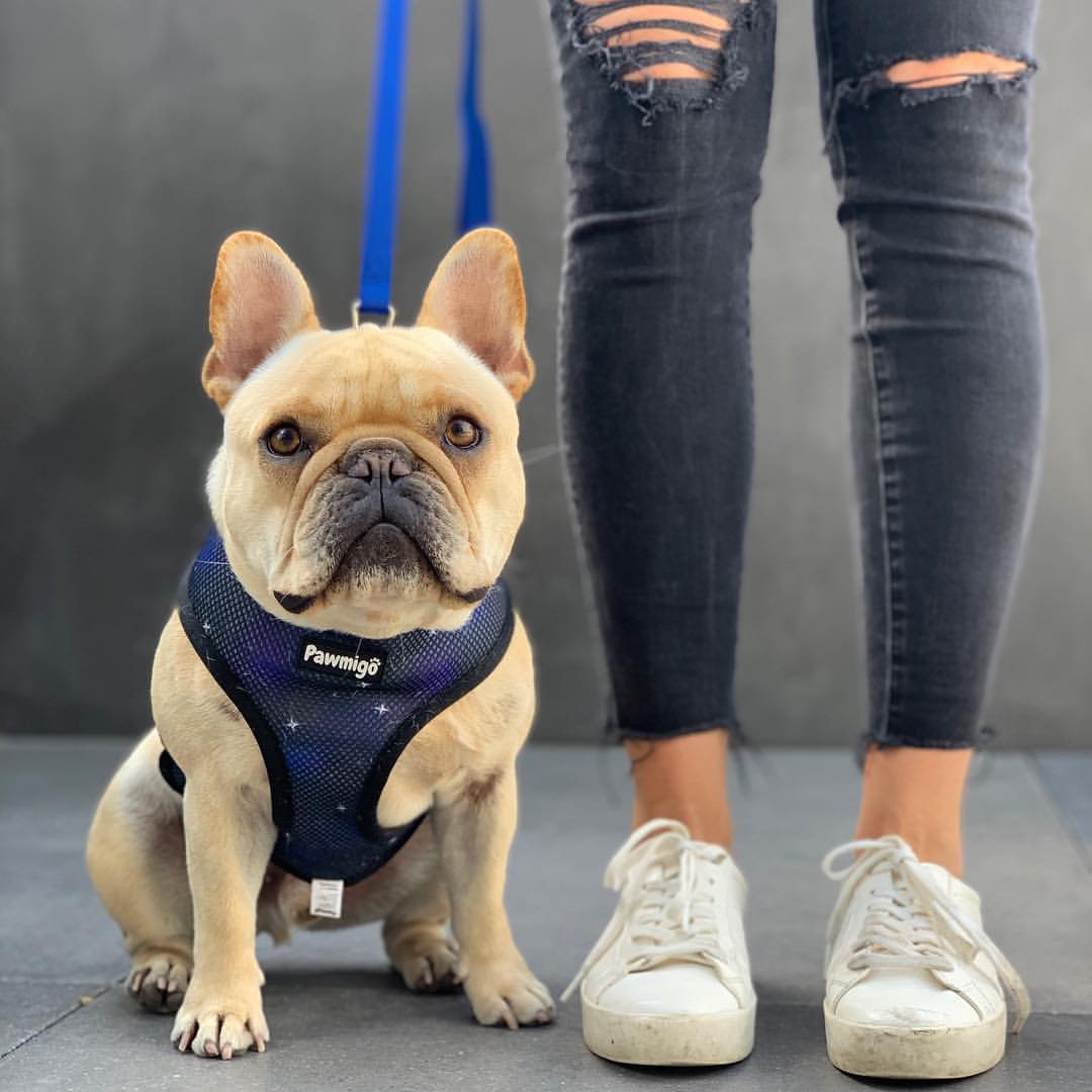 Extra-Furrestrial Reversible Harness - Image 3