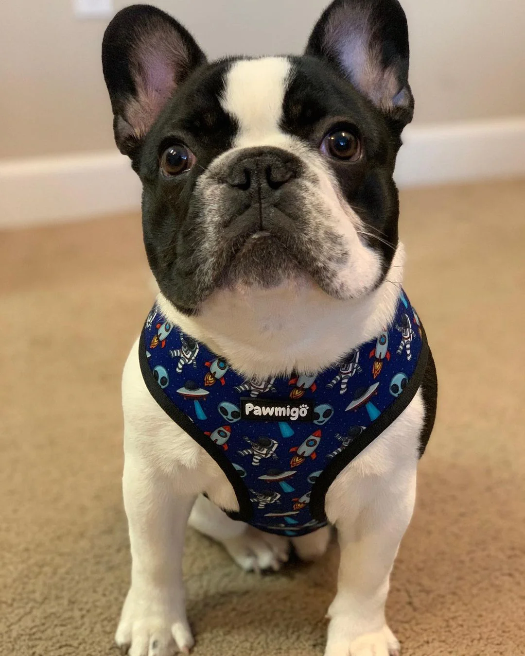 Extra-Furrestrial Reversible Harness - Image 4