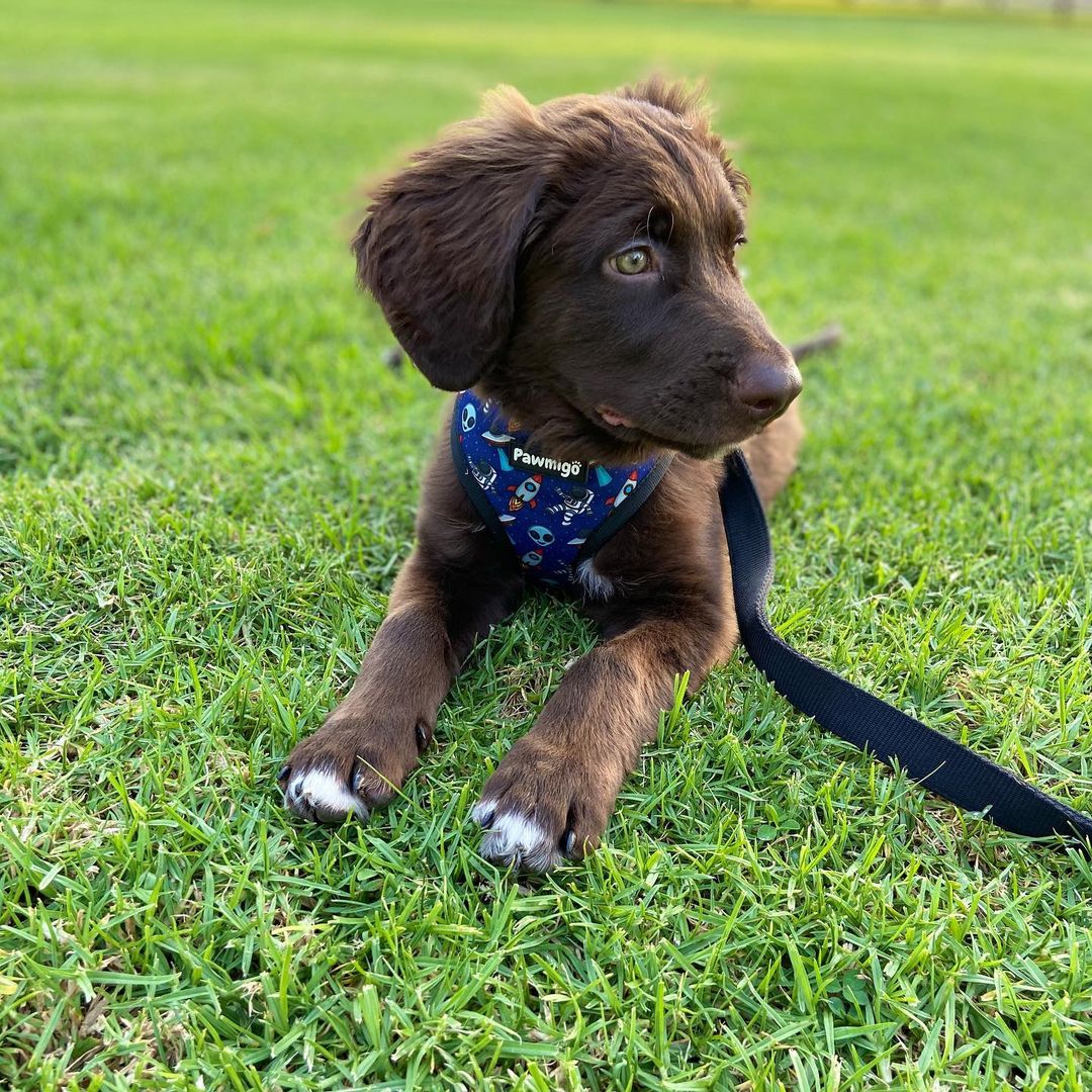 Extra-Furrestrial Reversible Harness - Image 5