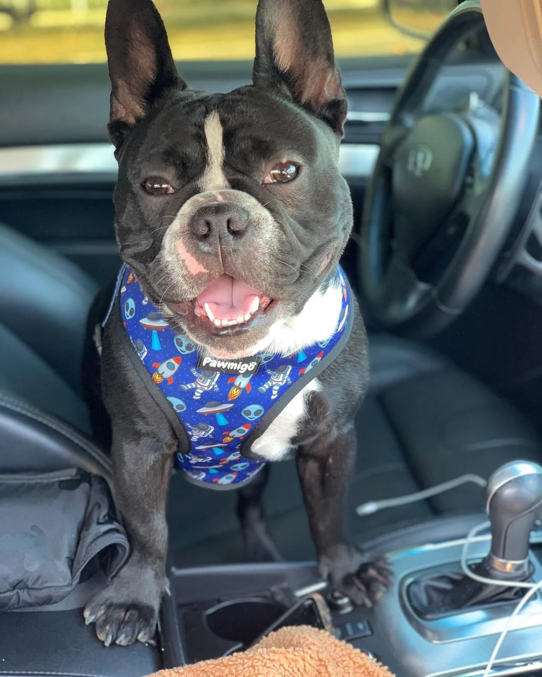 Extra-Furrestrial Reversible Harness - Image 6