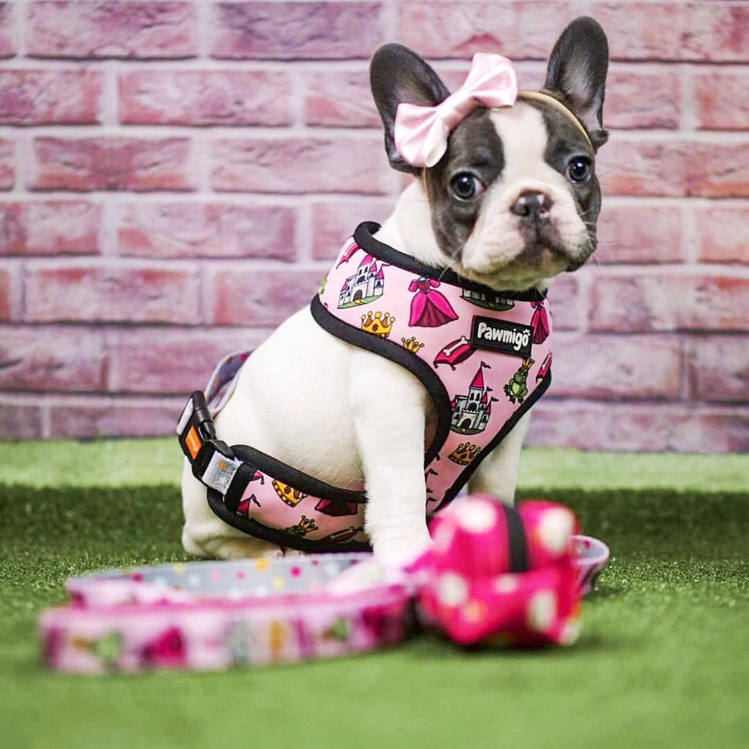 Fairytail Leash Kit - Image 2