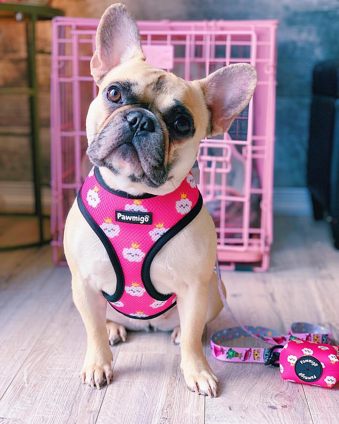 Fairytail Reversible Harness - Image 3