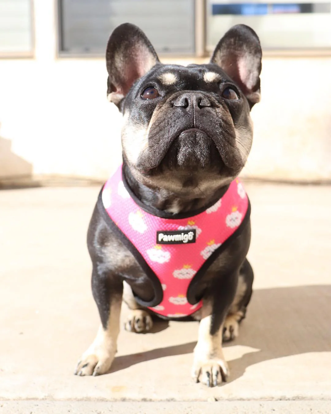 Fairytail Reversible Harness - Image 6