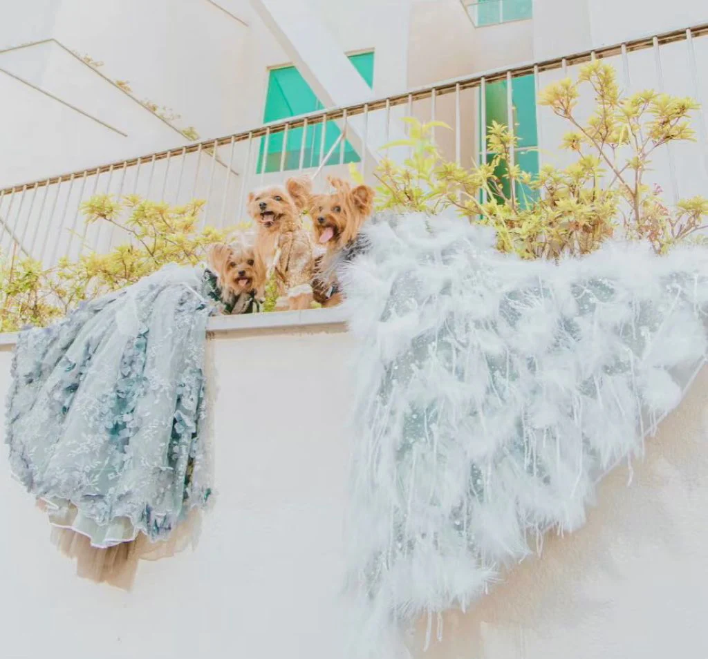 Feather Fantasy Pet Gown | Luxury Dog Dress for Special Occasions - Image 11