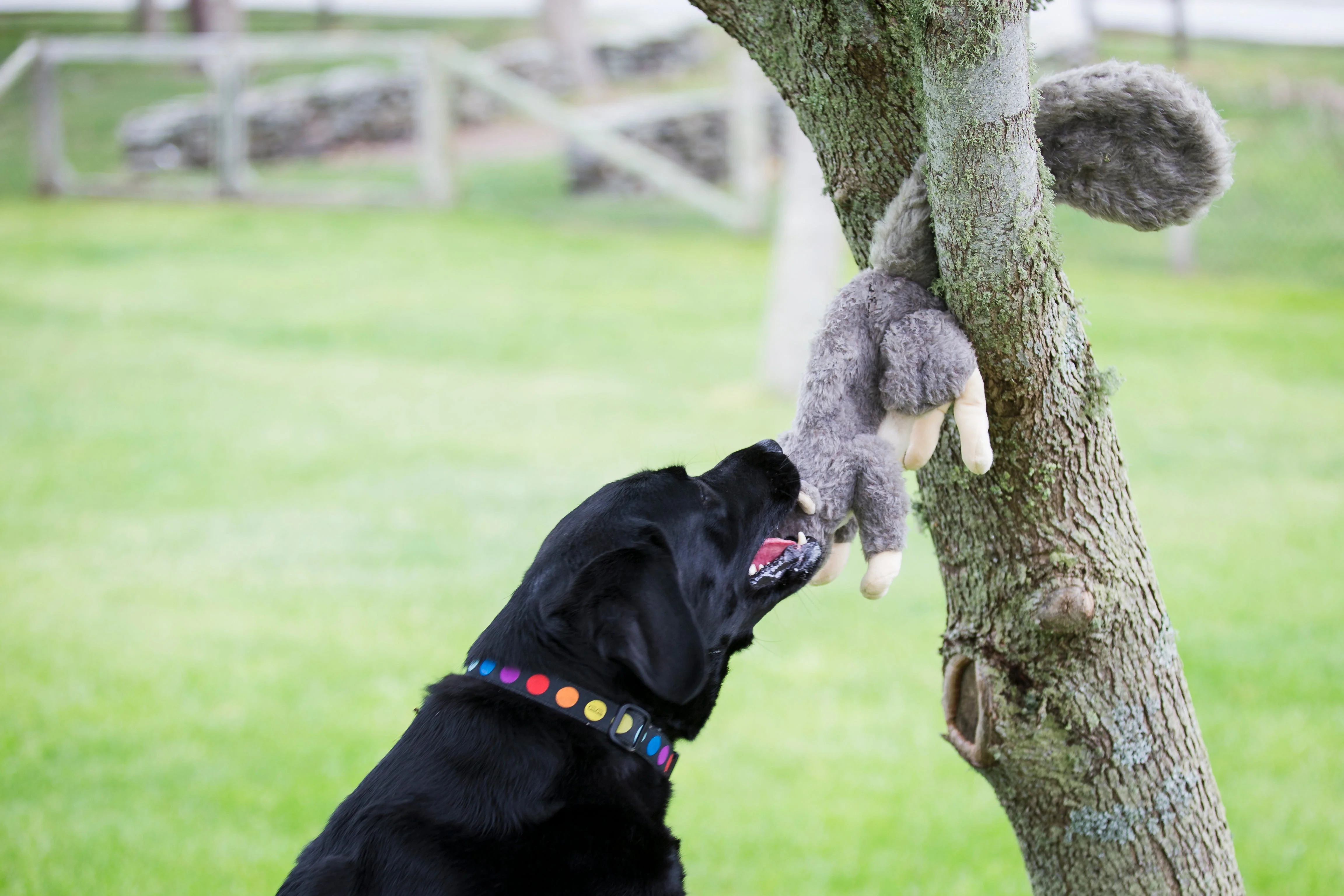 Feller Squirrel Plush Dog Toy - Image 9