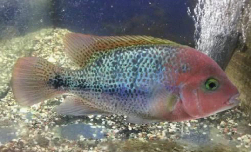 Fenestratus Cichlid (Vieja fenestrata) - Image 2