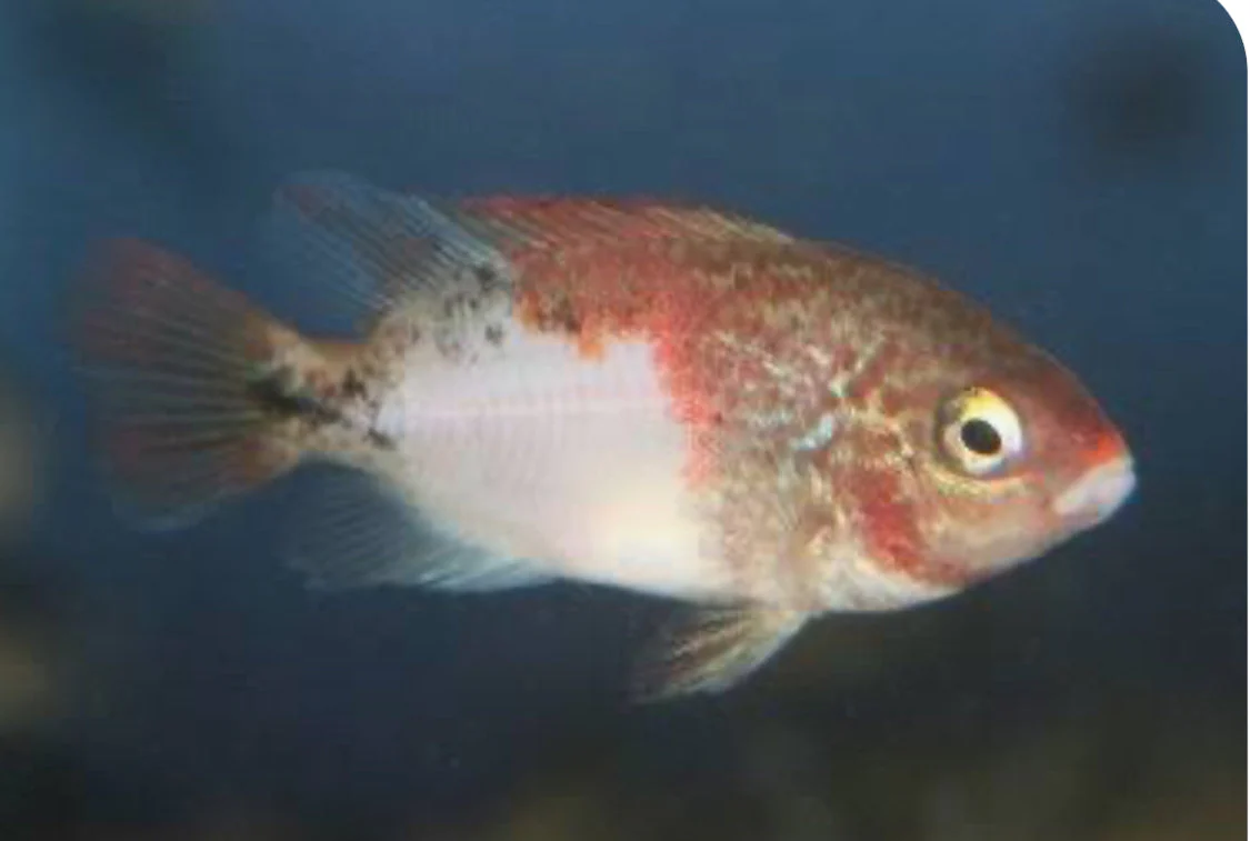 Fenestratus Cichlid (Vieja fenestrata) - Image 3