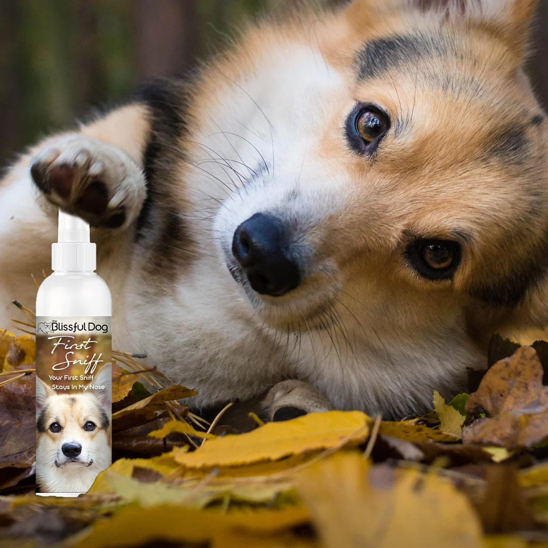 First Sniff Dog Cologne - Your First Sniff Stays on My Mind - Image 4