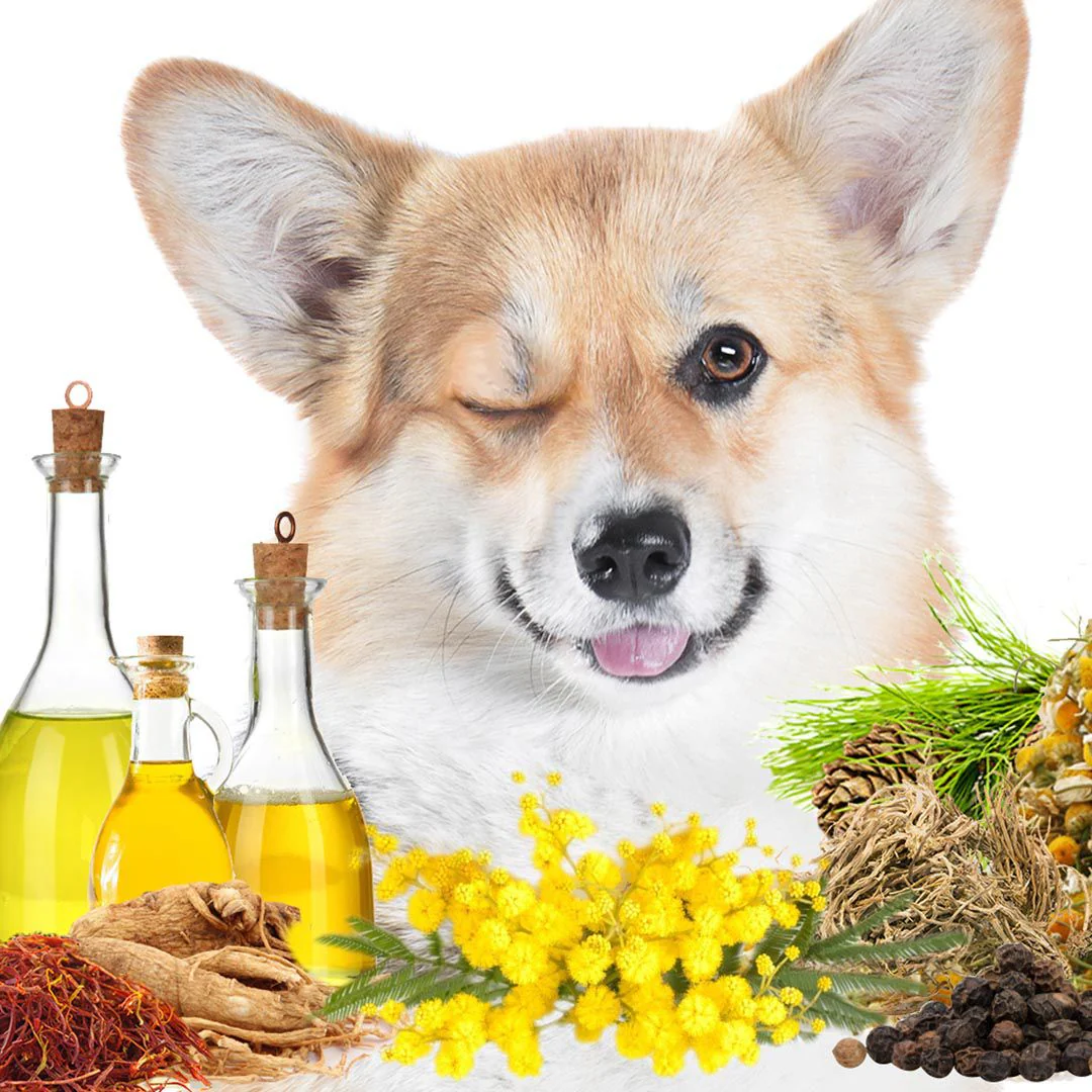 First Sniff Dog Cologne - Your First Sniff Stays on My Mind - Image 5