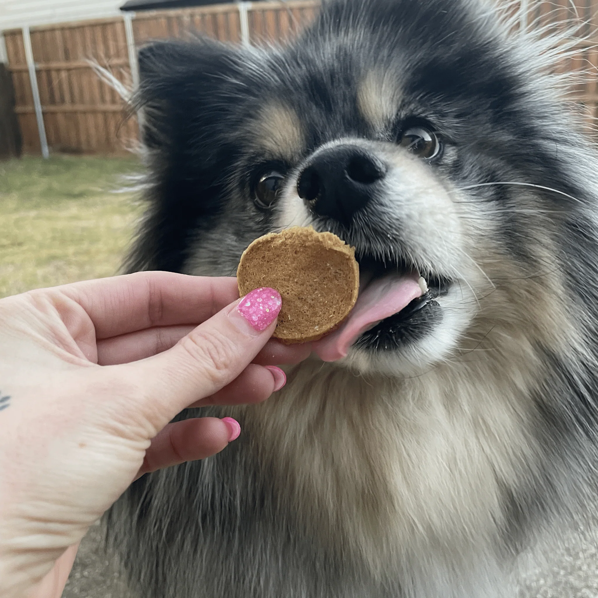Fish Chips for Dogs | Wild-Caught Fish Dog Treats - Image 10