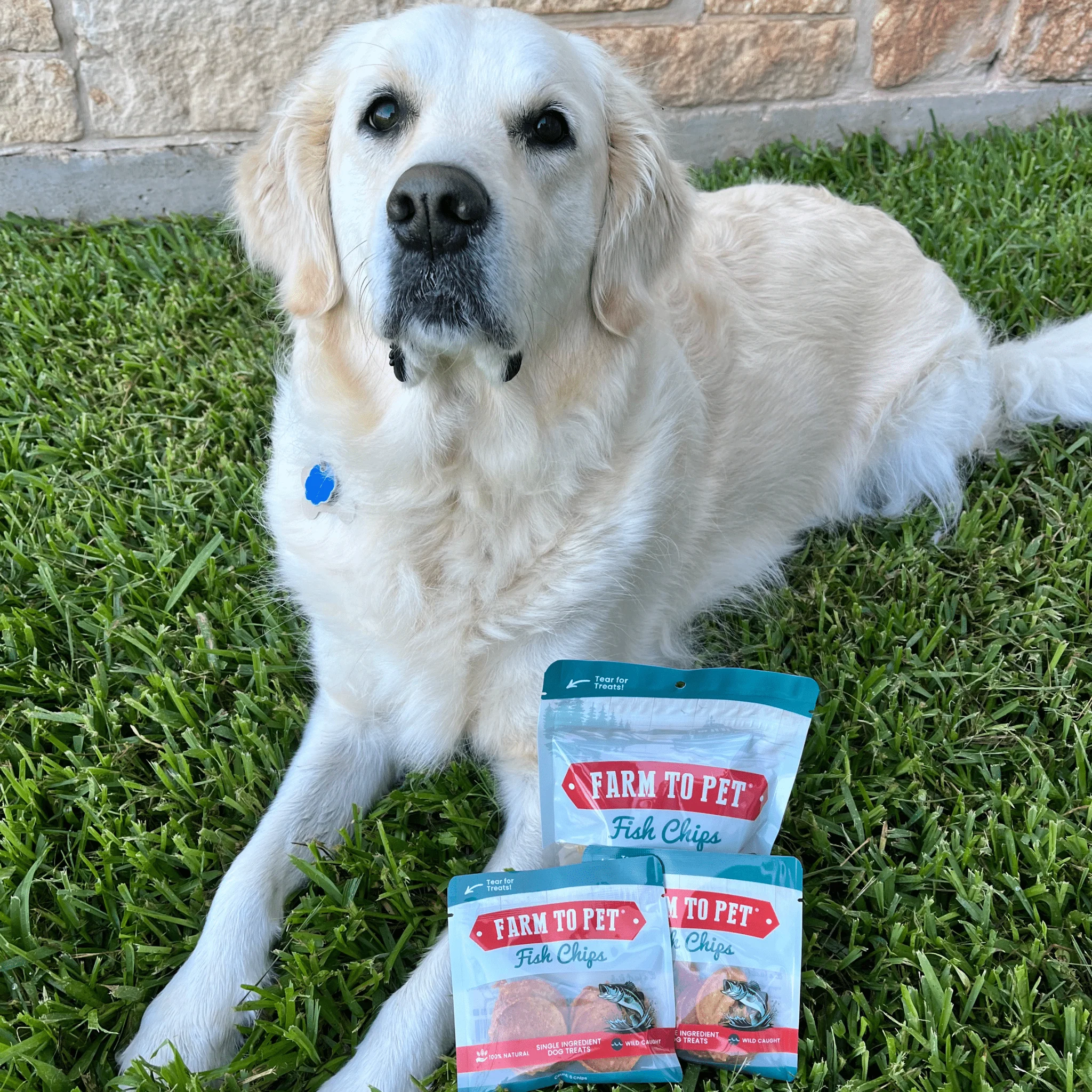 Fish Chips Snack Pack Bundles | Dog Treats for Training & Travel - Image 13