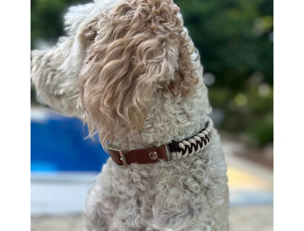 Fishtail Hand Braided Dog Collar in Burgundy & Cream - Image 5