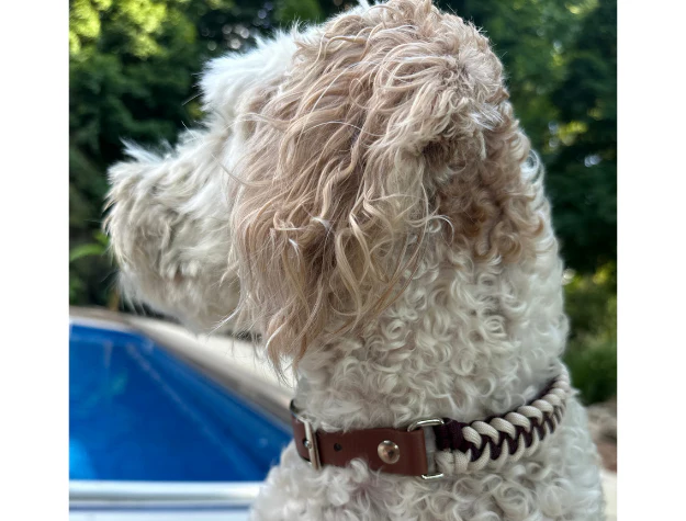 Fishtail Hand Braided Dog Collar in Burgundy & Cream - Image 9