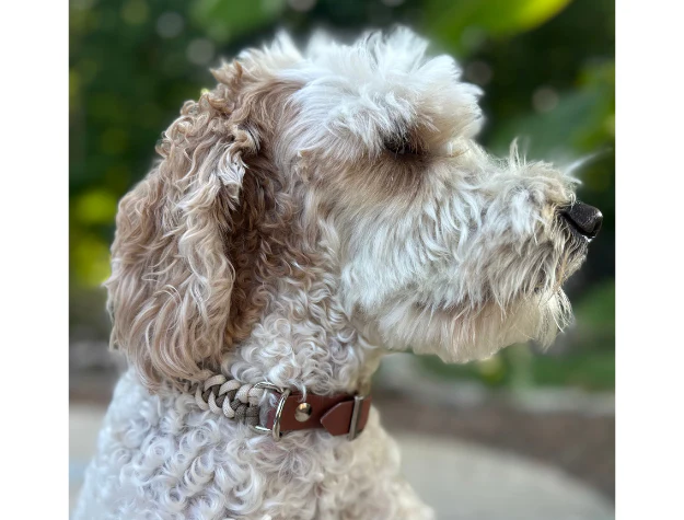 Fishtail Hand Braided Dog Collar in Tan & Cream - Image 3
