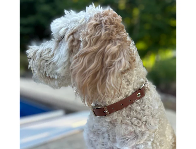 Fishtail Hand Braided Dog Collar in Tan & Cream - Image 7
