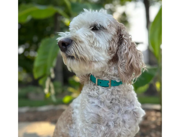 Fishtail Hand Braided Dog Collar in Teal & Cream - Image 3