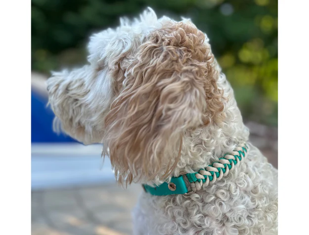 Fishtail Hand Braided Dog Collar in Teal & Cream - Image 5