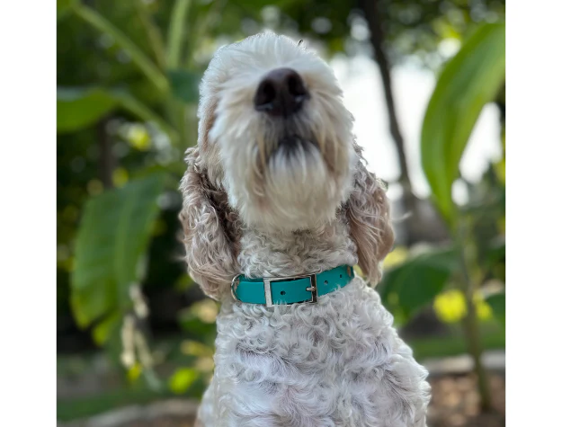 Fishtail Hand Braided Dog Collar in Teal & Cream - Image 6