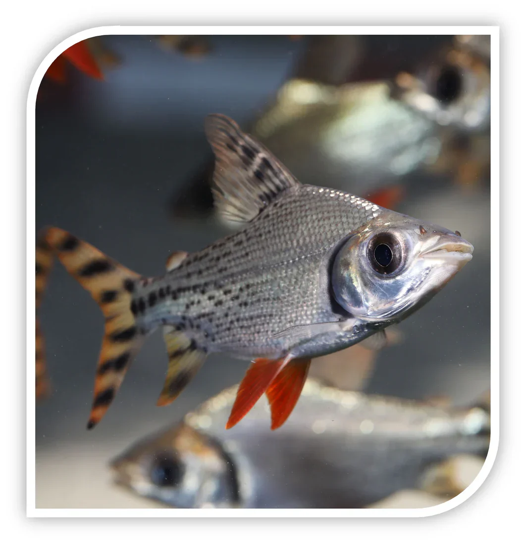 Flagtail Prochilodus - Image 2