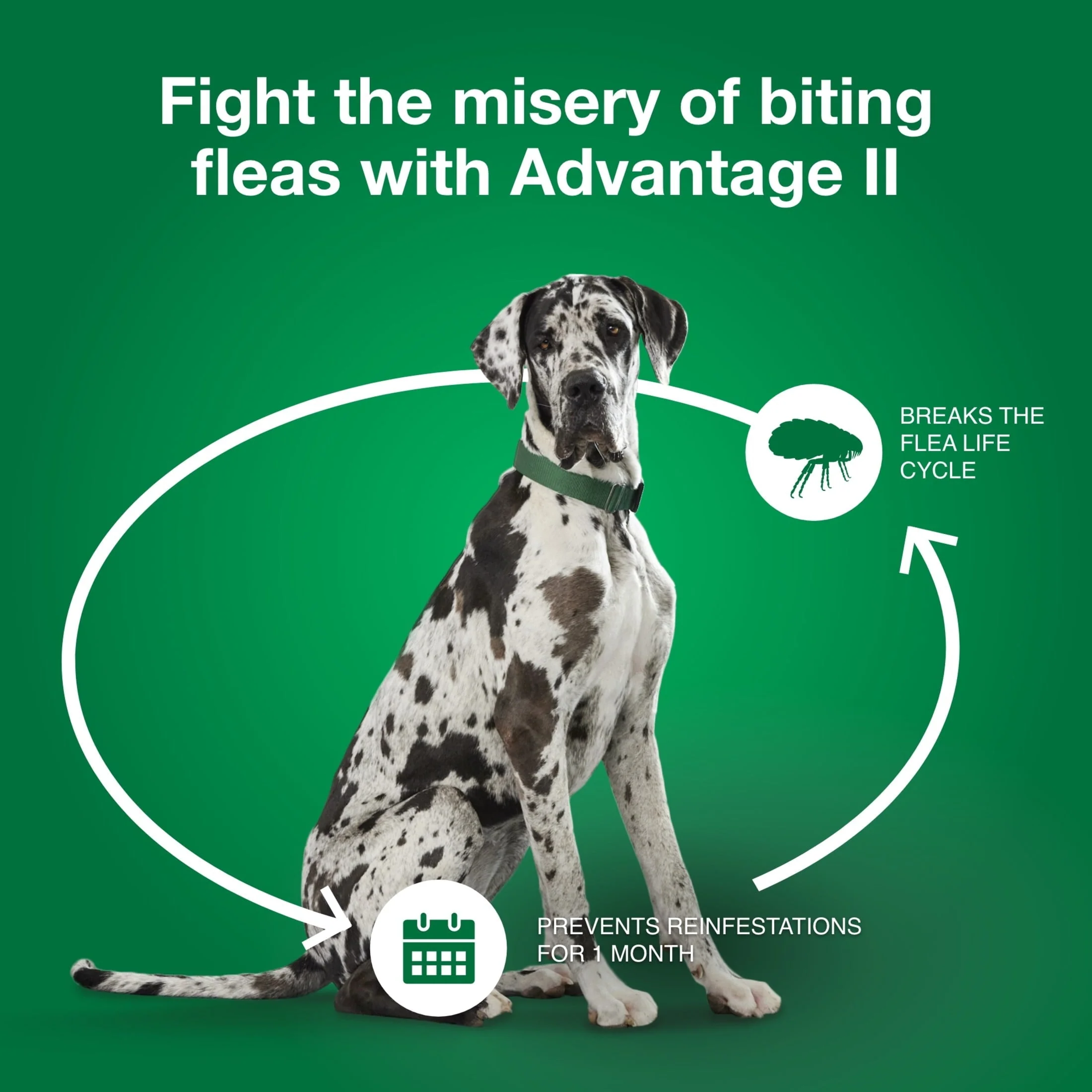 Flea Prevention for XL Dogs 55 Lbs+, 4-Monthly Treatments - Image 3