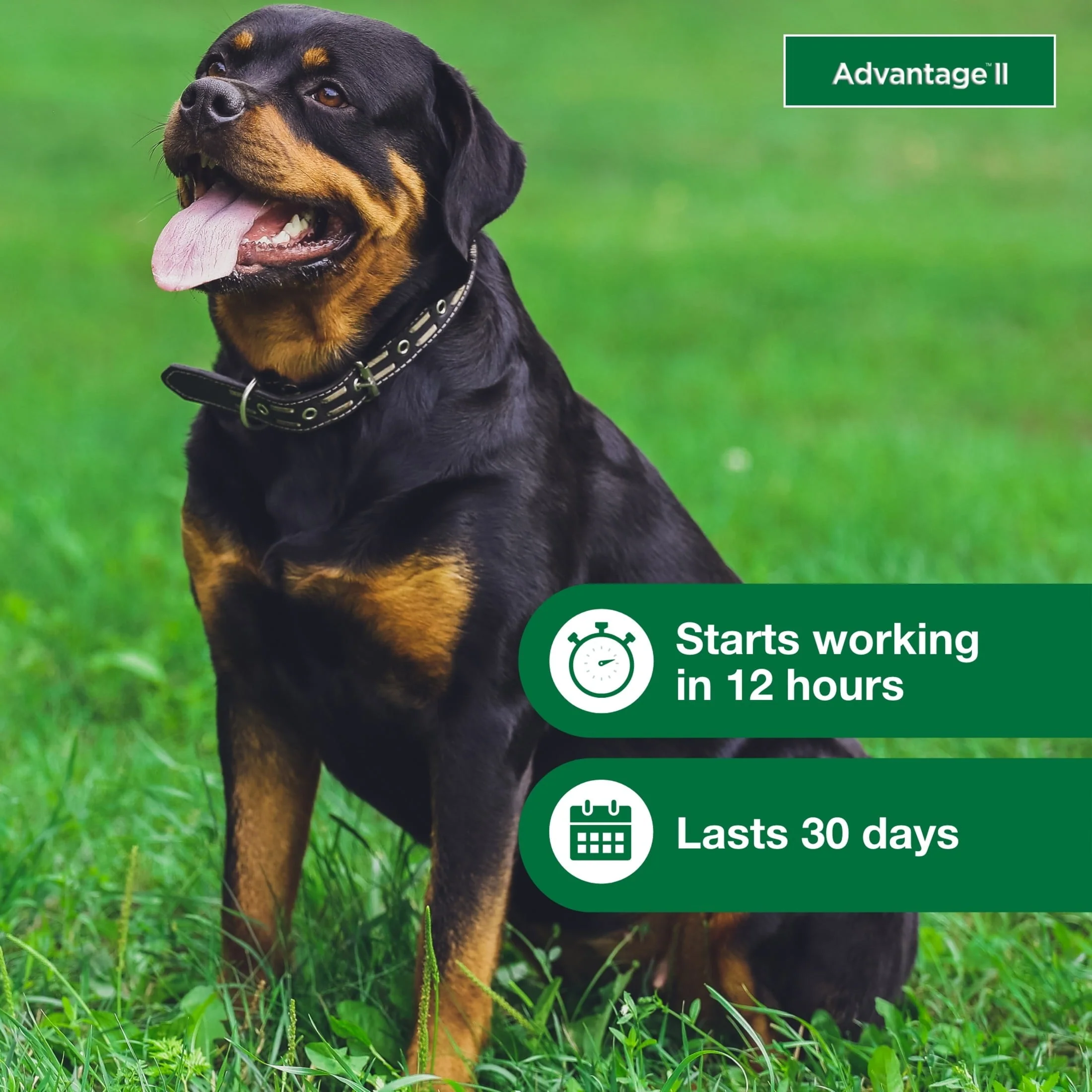 Flea Prevention for XL Dogs 55 Lbs+, 4-Monthly Treatments - Image 5