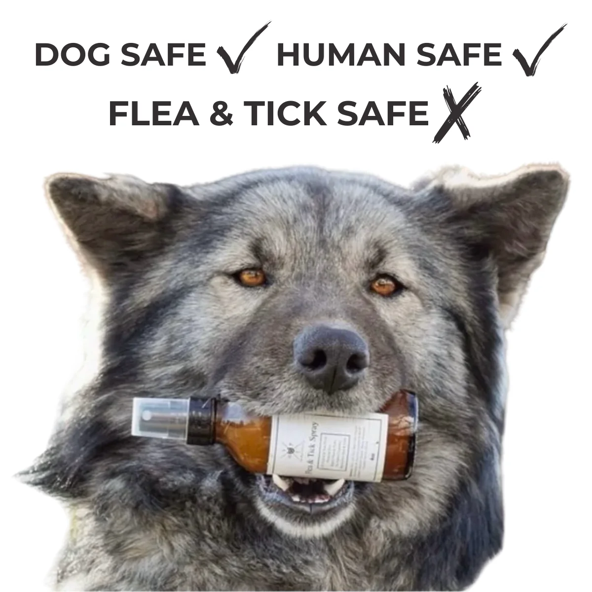 Flea & Tick Spray for Dogs - Image 4