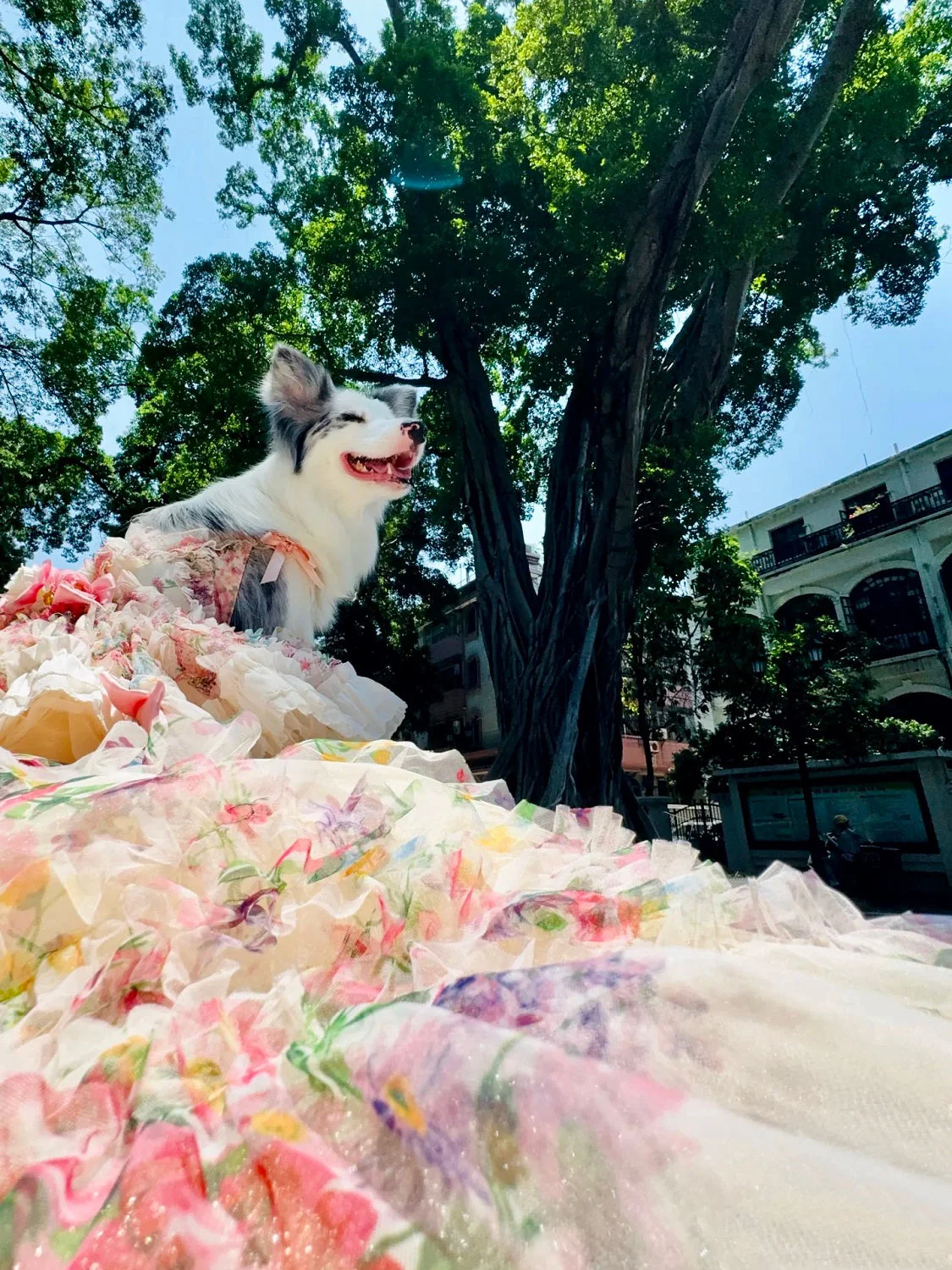 Floral Princess Dog Dress Ball Gown Trailing - Image 4