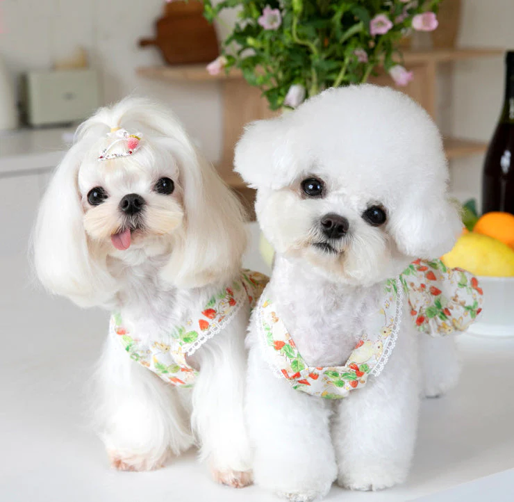 Floral Rabbit Print Pet Dress - Image 12
