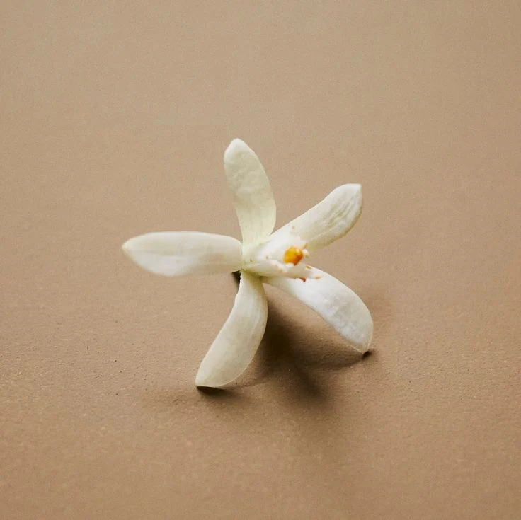 Flore: Jasmine + Neroli - Botanical Scent Balms - Image 3
