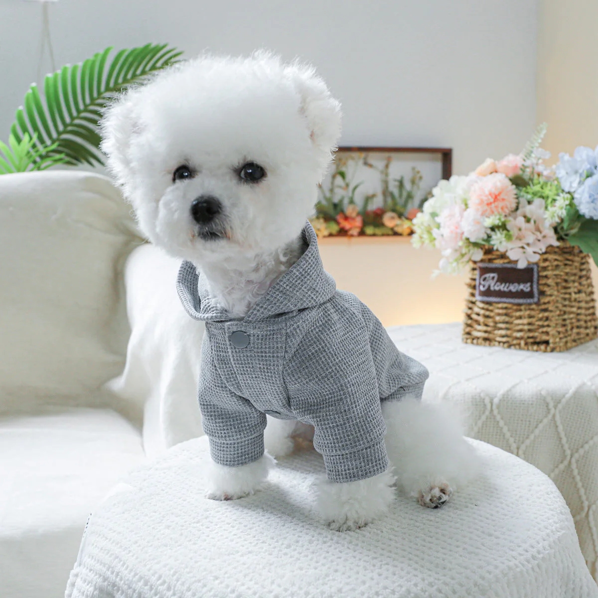 Florida Sunshine Dog Hoodie - Image 3
