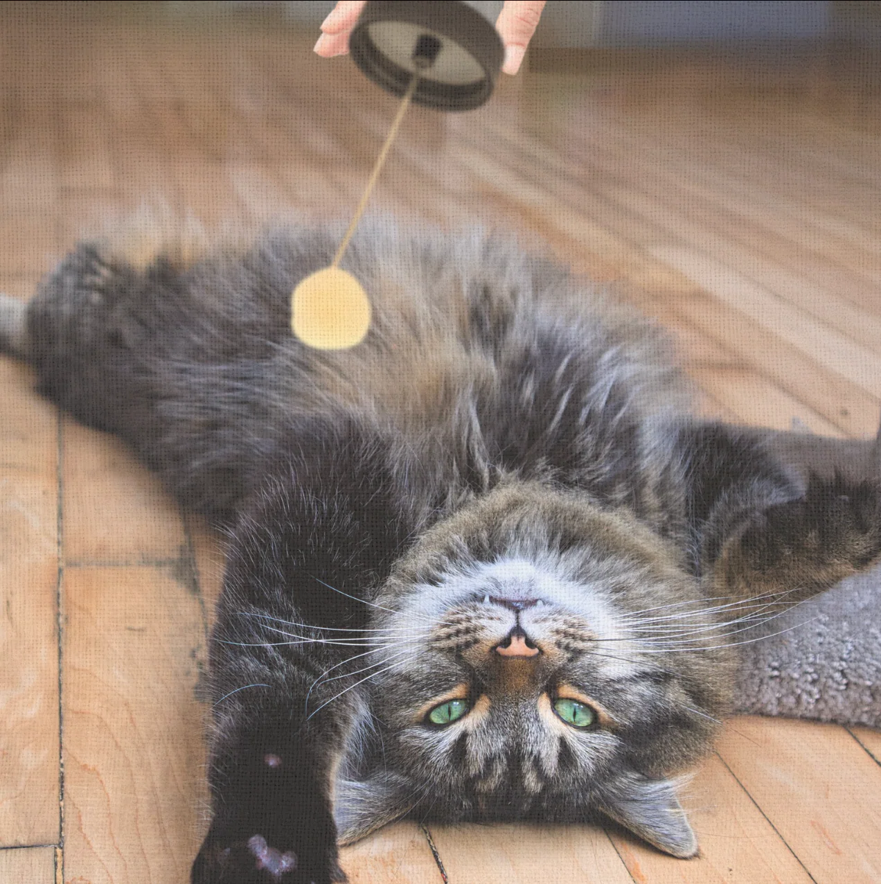 Fluff Potion Number 9 | Botanical No-Comb Mat Remover for Cats - Image 5