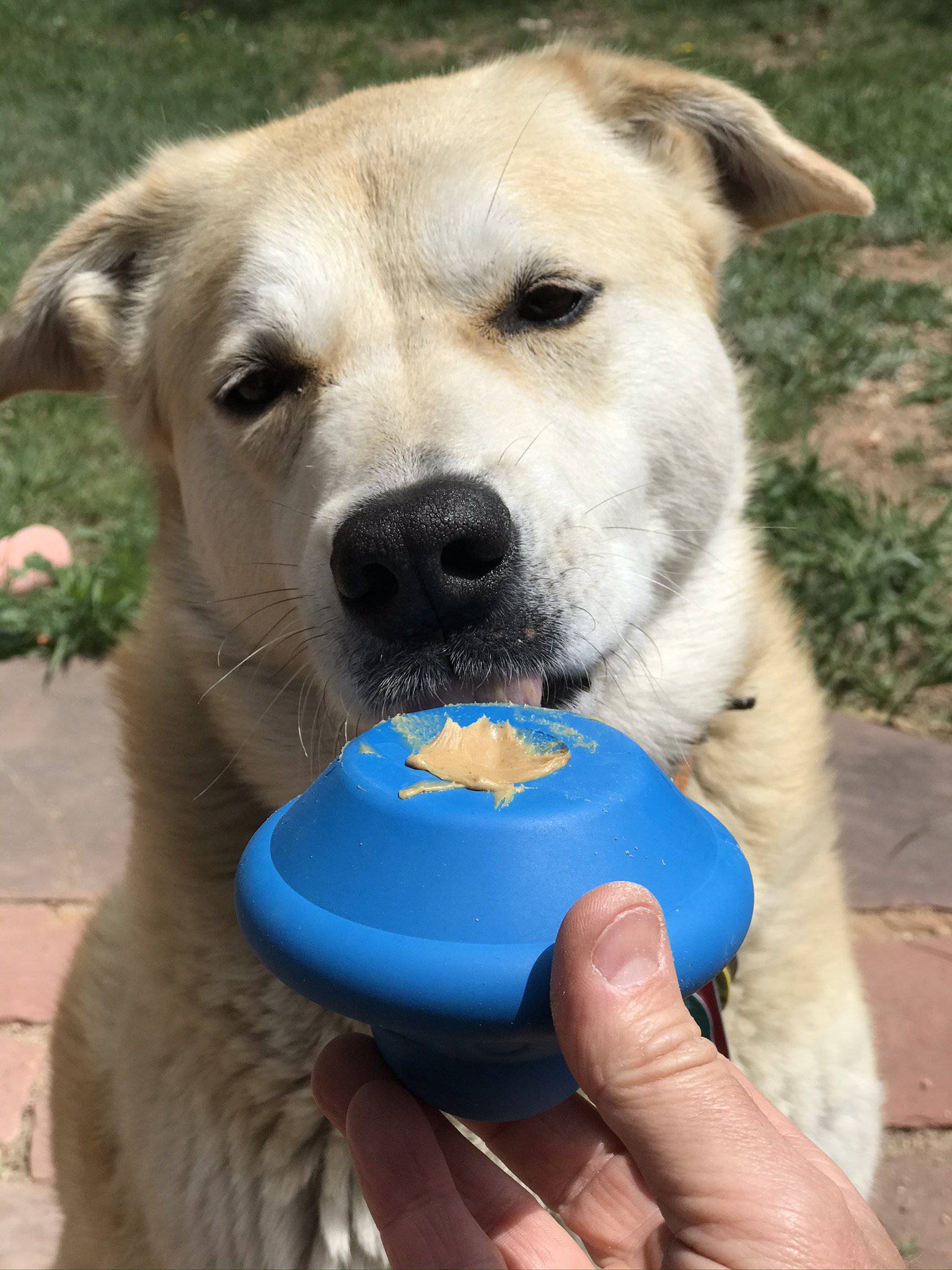 Flying Saucer Dog Toy - Durable UFO Chew Toy & Treat Dispenser | USA Made - Image 5