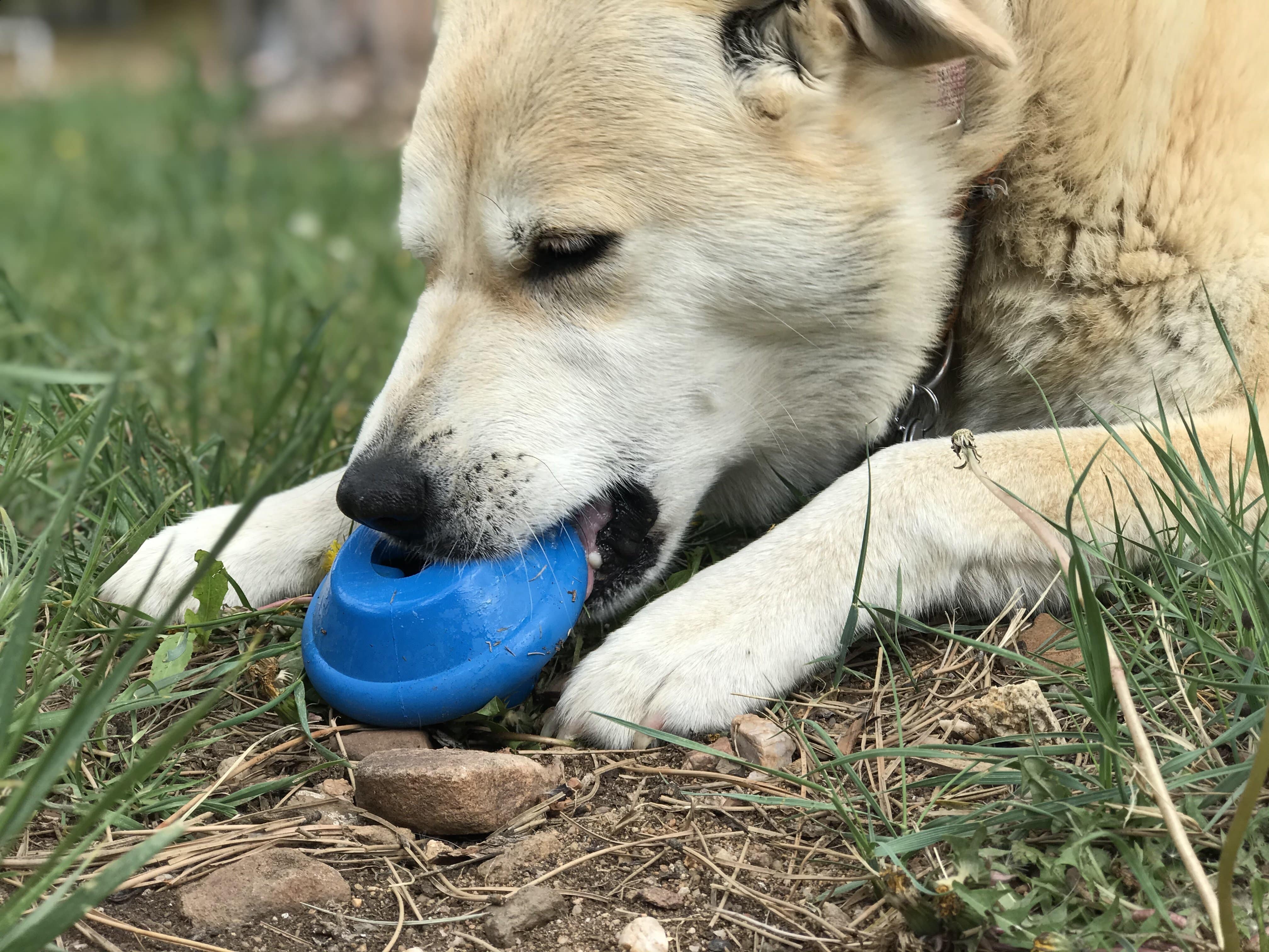 Flying Saucer Dog Toy - Durable UFO Chew Toy & Treat Dispenser | USA Made - Image 6