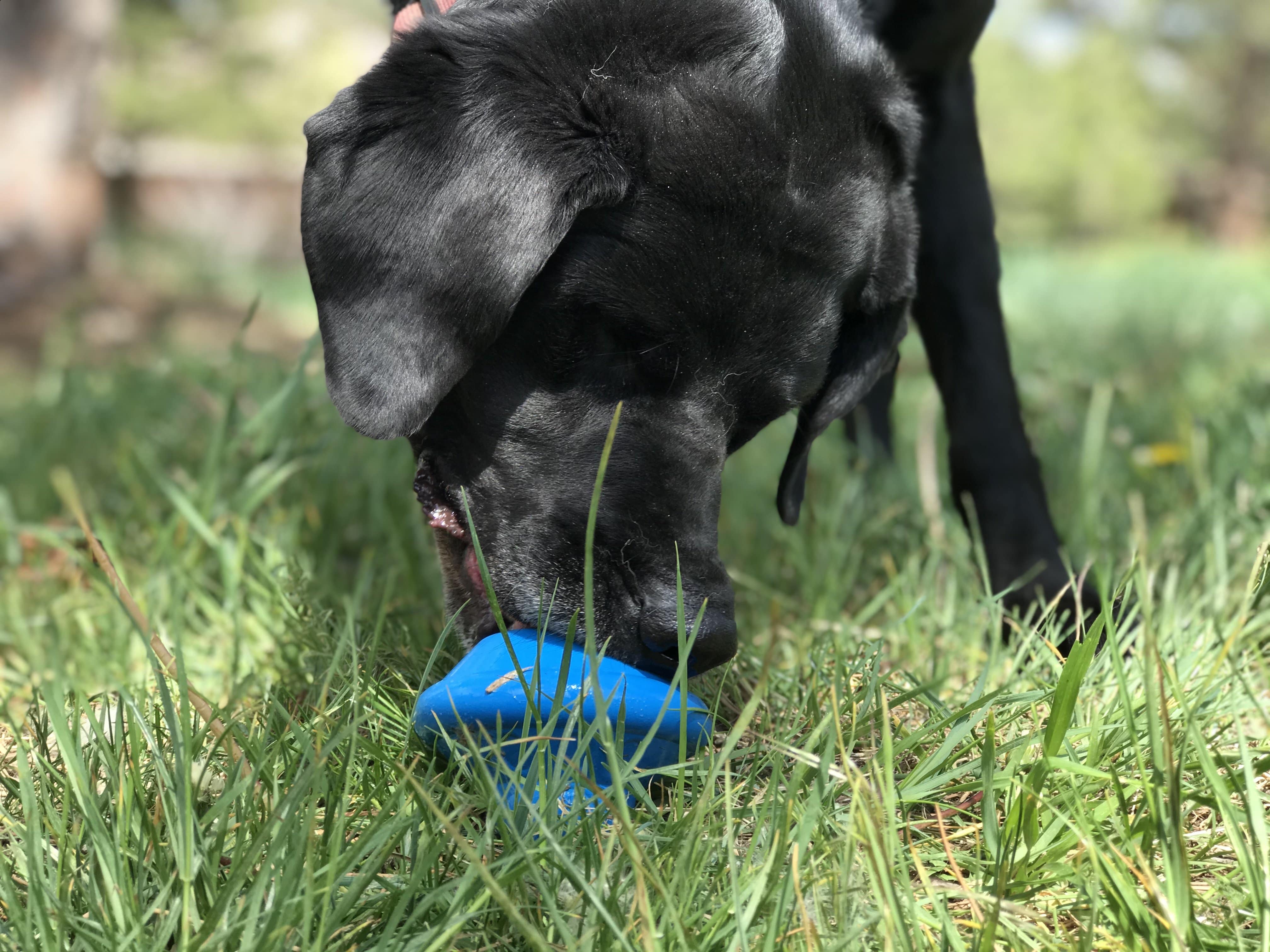 Flying Saucer Dog Toy - Durable UFO Chew Toy & Treat Dispenser | USA Made - Image 7