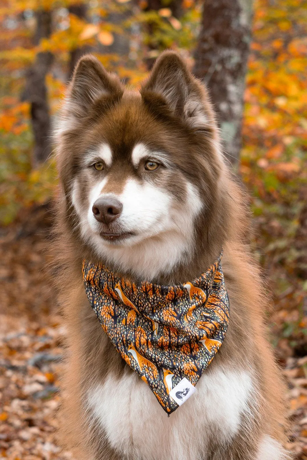 Foxes in Fall Dog Bandana - Image 2