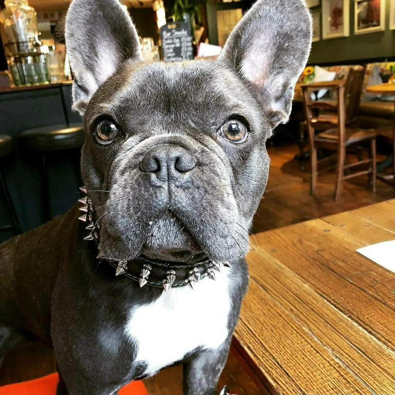 "Frenchie" collar - Image 4